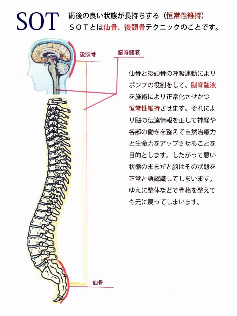 仙骨後頭骨テクニックの解剖学と生理学 カイロプラクティック